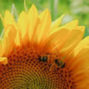 Meet your Posher, Dayton